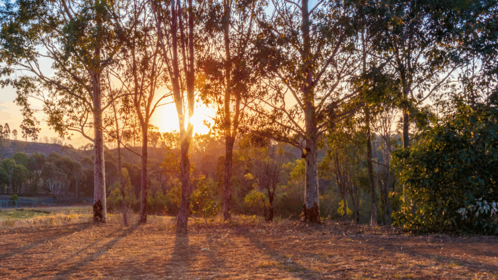 Disaster Assistance in NSW: What You Need to Know