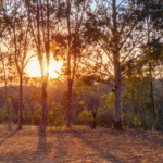 Disaster Assistance in NSW: What You Need to Know